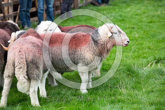 Brown Pike Valley Lakeland Sheep