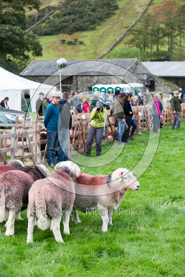 Coniston Field Lakeland Sheep