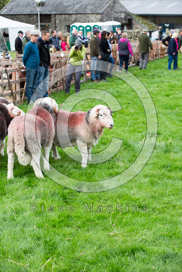 Applethwaite Lake district Sheep
