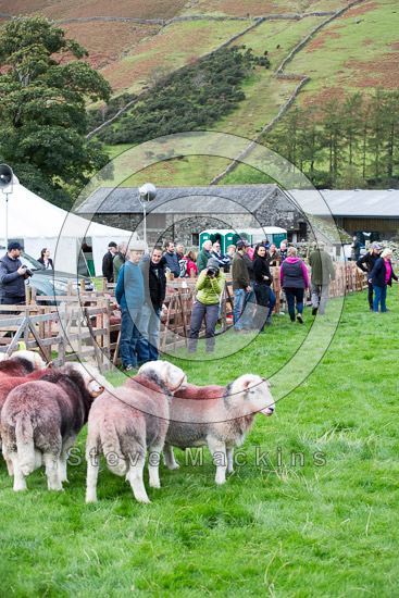 Eaglesfield Farm Lakeland Sheep