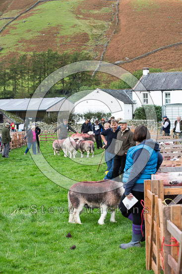 Dalston Farm Herdwick