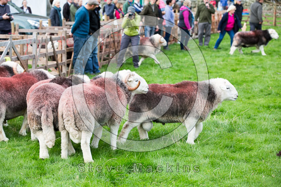 Robinson Field Lakeland Sheep
