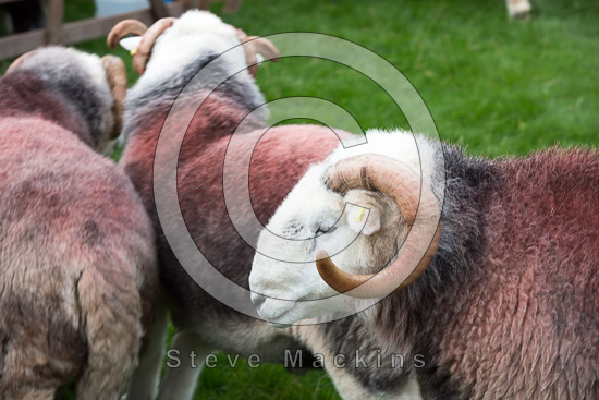 Long Side Farm Lakeland Sheep - Lakeland Photos - Art Prints Long Side Farm Lakeland Sheep