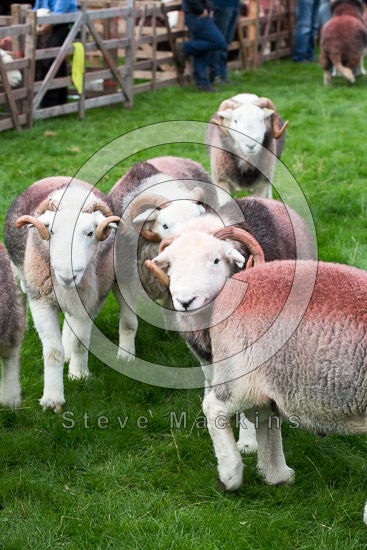 Blake Fell Field Herdwick - Lakeland Photos - Art Prints Blake Fell Field Herdwick