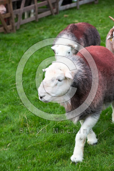 Storth Valley Herdwick - Lakeland Photos - Art Prints Storth Valley Herdwick