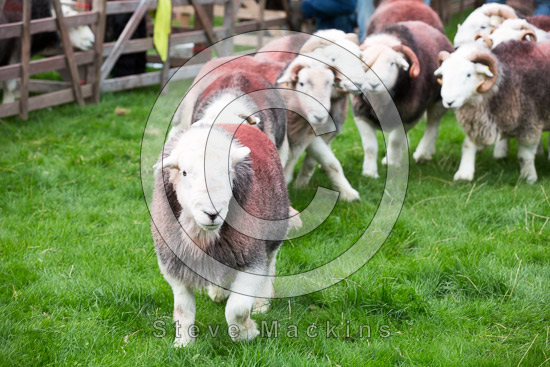 Briery Valley Lake district Sheep