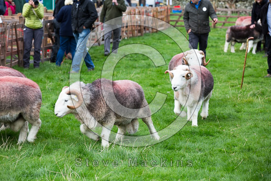 Causey Pike Herdwick