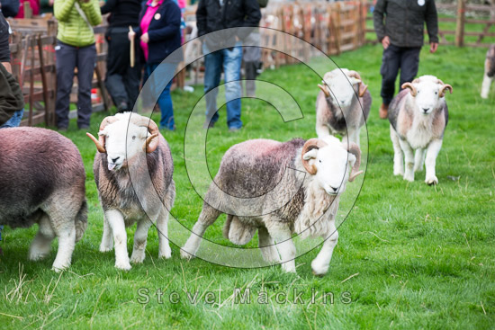 Bakestall Valley Lake district Sheep