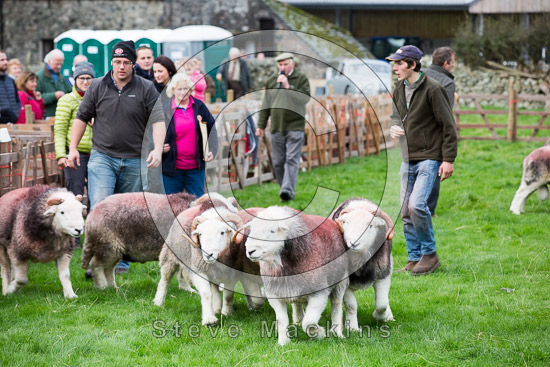 Dent Lake district Sheep