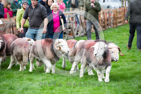 Steeple Farm Lake district Sheep - Lakeland Photos - Art Prints Steeple Farm Lake district Sheep