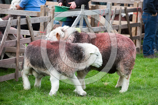 Renwick Herdwick - Lakeland Photos - Art Prints Renwick Herdwick