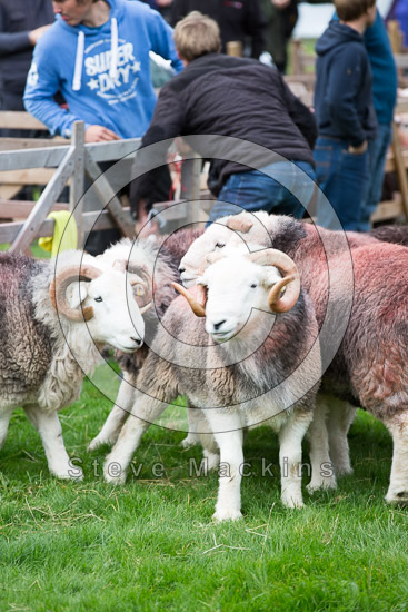 Great Ormside Herdwick