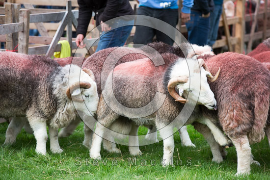 Swinside Farm Herdwick