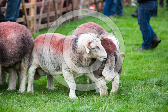 Roa Island Field Lakeland Sheep