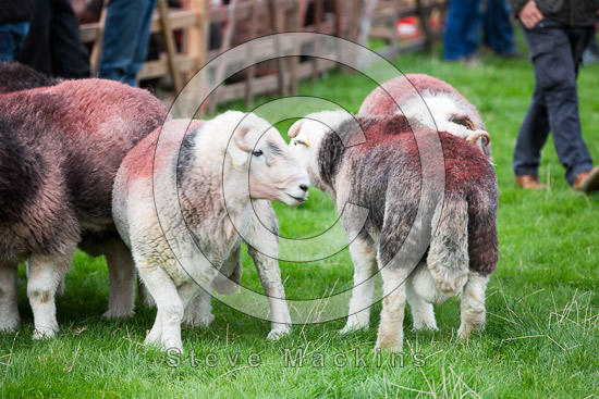 Grike Herdwick Sheep