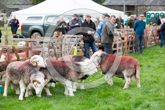 Urswick Great and Little Field Herdwick
