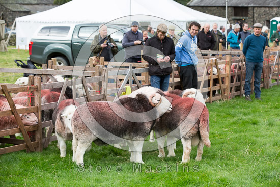 Great Dodd Field Lakeland Sheep - Lakeland Photos - Art Prints Great Dodd Field Lakeland Sheep