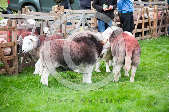 Armboth Fell Lake district Sheep - Lakeland Photos - Art Prints Armboth Fell Lake district Sheep