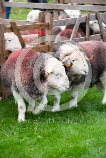 Knott Farm Lakeland Sheep - Lakeland Photos - Art Prints Knott Farm Lakeland Sheep