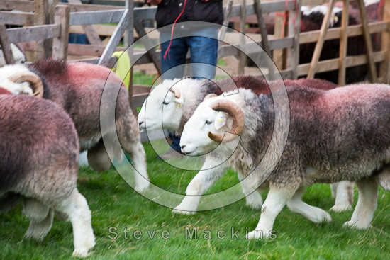 Red Pike (Buttermere) Valley Lake district Sheep
