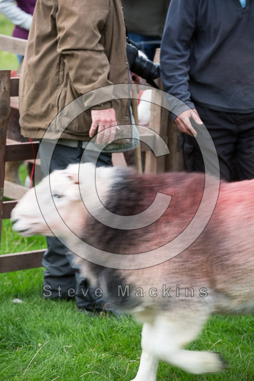 Green Crag Lake district Sheep - Lakeland Photos - Art Prints Green Crag Lake district Sheep