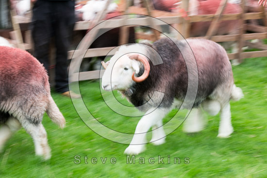 Great Gable Farm Lake district Sheep