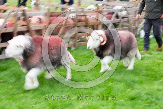 Roosebeck Farm Herdwick - Lakeland Photos - Art Prints Roosebeck Farm Herdwick