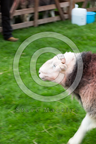 Broom Fell Valley Lakeland Sheep - Lakeland Photos - Art Prints Broom Fell Valley Lakeland Sheep