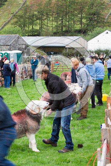 Aldingham Herdwick Sheep - Lakeland Photos - Art Prints Aldingham Herdwick Sheep