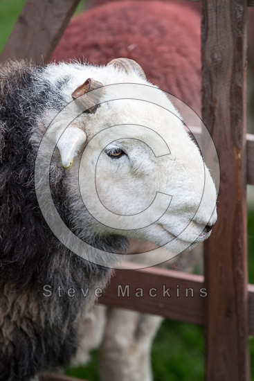 Great Crag Herdwick Sheep - Lakeland Photos - Art Prints Great Crag Herdwick Sheep