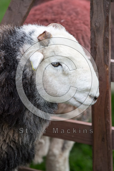 Rowrah Valley Herdwick