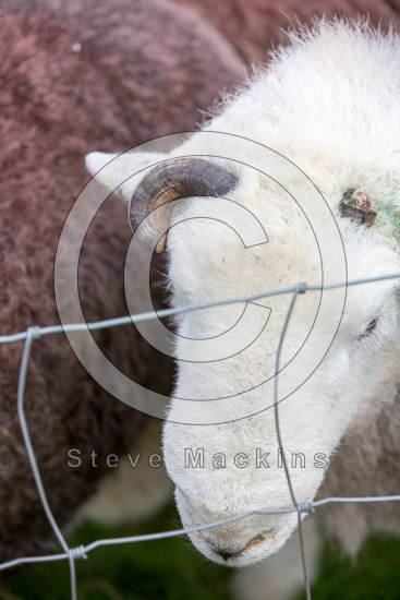 Grange-Over-Sands Valley Herdwick