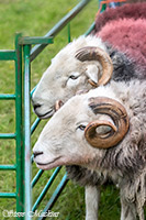 Herdwick Sheep Oil Painting, Herdy Art, Herdwick Sheep, Herdwick Sheep Art, Mixed-Media Herdy Art, Herdwick Sheep Sketch, Herdwick Sheep Art Studio, Herdwick, Herdy Sheep Artist, Herdy, Lakeland Herdy Artworks, Herdwick Sheep Acrylic Paintings, Herdwick Drawings, Herdwick Wall Art, Herdwick Artwork, Herdwick Sheep Prints, Herdy Sketch, Herdies, Herdy Sketches, Lakeland Sheep, Herdwick Sheep Oil Pastels, Herdwick Sheep Oil Painting, Herdy Ewe, Herdy Wall Art, Holmrook, Dufton, Rosthwaite (Keswick), Nateby, Red Pike (Wasdale), Ravenstonedale, Kirk Fell, Cotehill, Wetherlam, High Seat, Sale Fell,