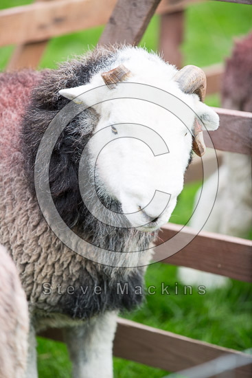 Rampsgill Head Herdwick
