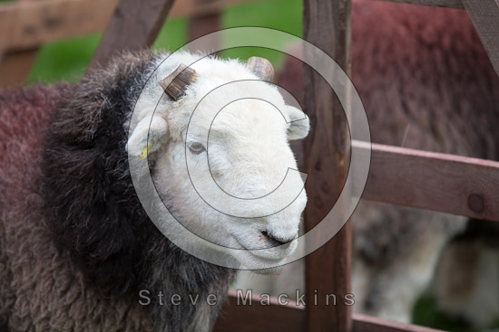 Haverigg Field Herdwick