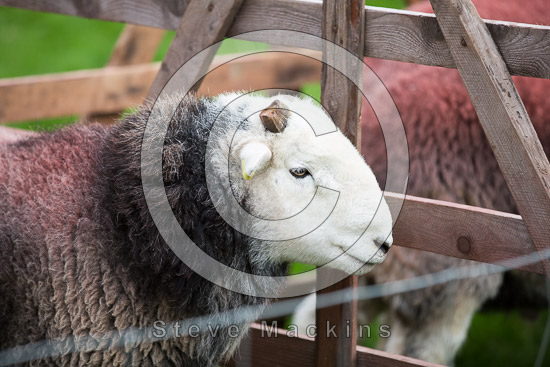 Mungrisdale Valley Lake district Sheep
