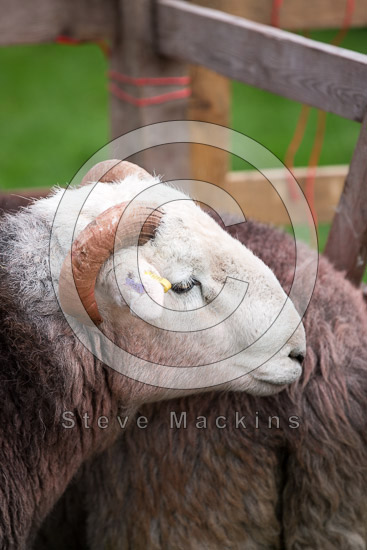 Grey Friar Valley Herdwick