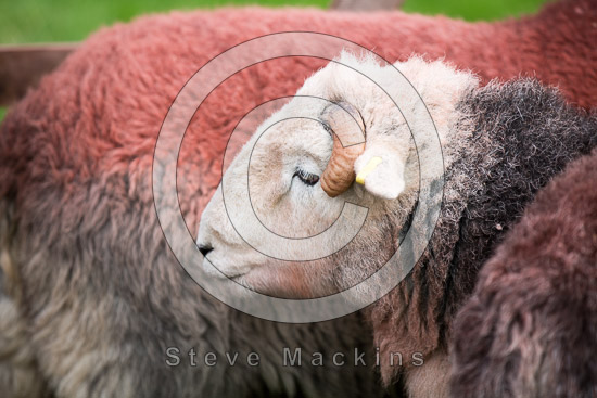 Newton Reigny Valley Herdwick