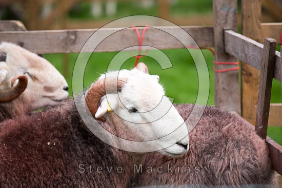 Stainton With Adgarley Farm Herdwick Sheep - Lakeland Photos - Art Prints Stainton With Adgarley Farm Herdwick Sheep