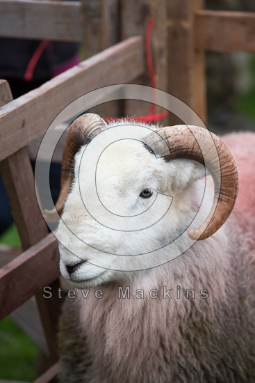 Rosthwaite (Keswick) Farm Herdwick