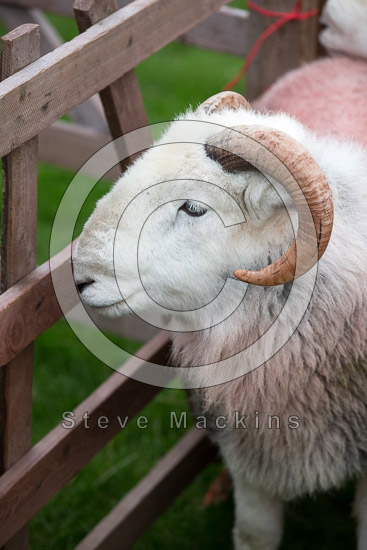 Banks Farm Herdwick - Lakeland Photos - Art Prints Banks Farm Herdwick