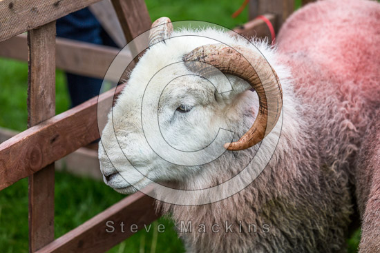 Bleaberry Fell Valley Herdwick