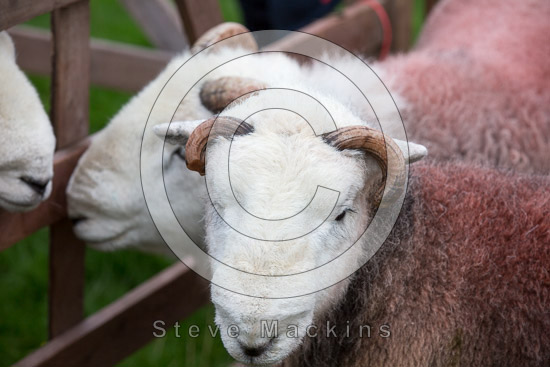 Little Strickland Farm Herdwick Sheep - Lakeland Photos - Art Prints Little Strickland Farm Herdwick Sheep