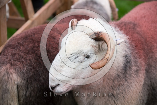 Leece Herdwick