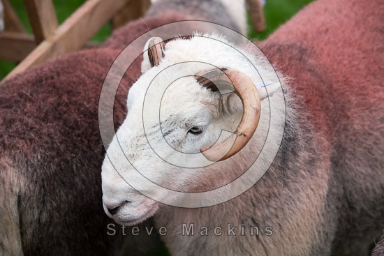 Cumwhinton Valley Herdwick
