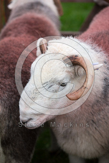 Red Pike (Wasdale) Herdwick