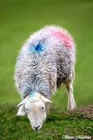 Bootle, Scaleby, Swarthmoor, Kirkbampton, Green Gable, Sedbergh, Great Corby, Brandreth, Corney, Herdy, Herdwick Artwork, Whin Rigg, Herdies, Lank Rigg, Pillar, Brim Fell, Endmoor, Herdwick Sheep Acrylic Paintings, Troutbeck Tongue, Herdy Art, Herdy Sketches, Lakeland Sheep, Herdwick Drawings, Great Carrs, Herdwick Sheep Oil Painting, Gavel Fell,  Lake District, Cumbria.