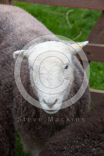 Scar Crags Valley Herdwick