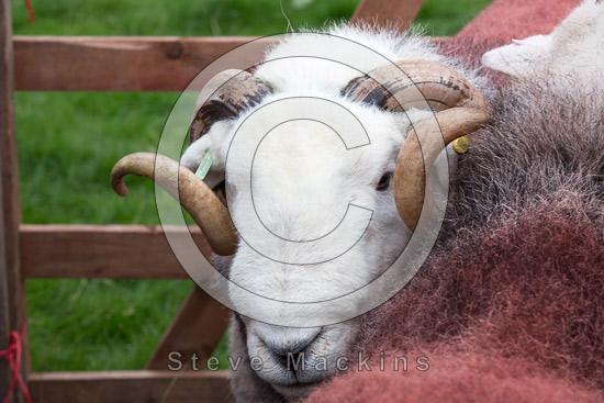 Ill Bell Farm Herdwick - Lakeland Photos - Art Prints Ill Bell Farm Herdwick