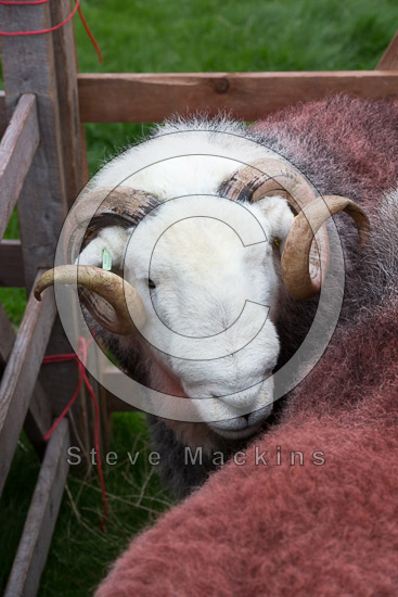 Sallows Field Herdwick - Lakeland Photos - Art Prints Sallows Field Herdwick